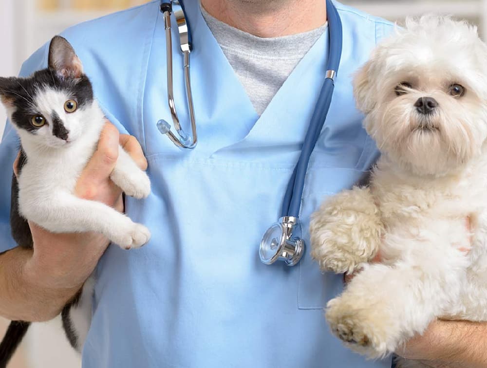 Clinica hospital veterinário florianopolis 24 horas cão.com