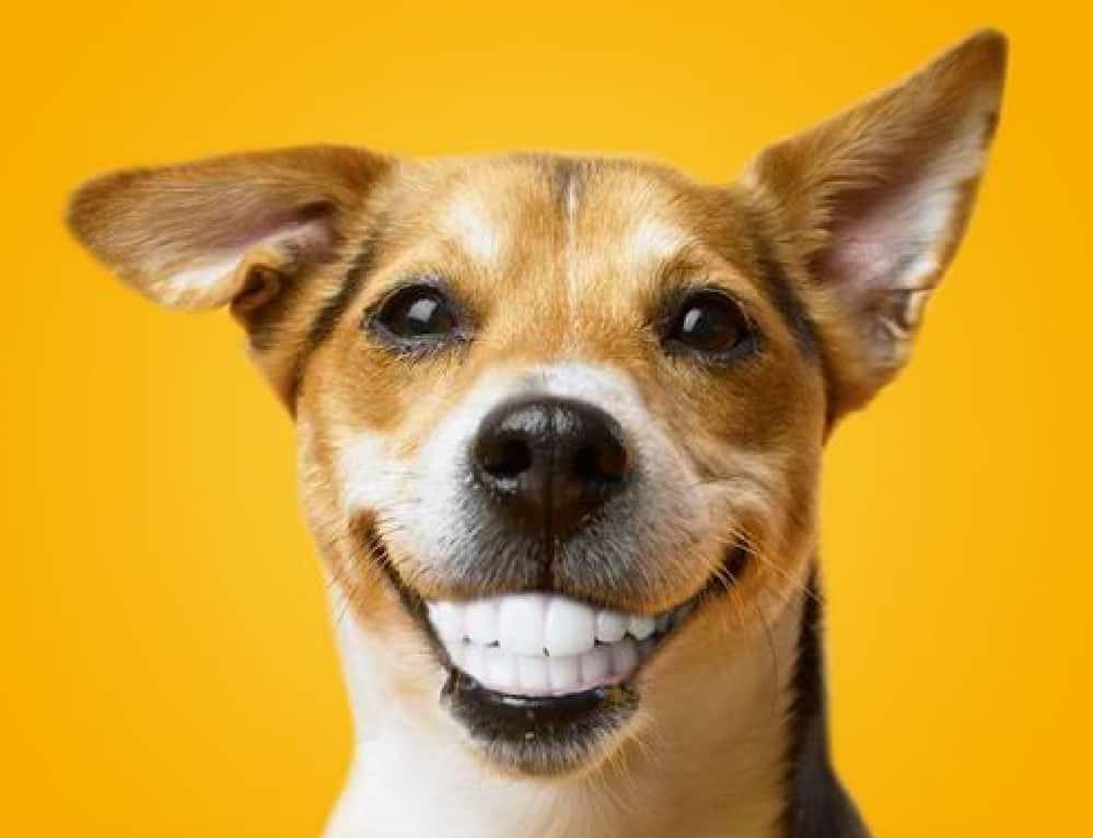 Clinica hospital veterinário florianopolis 24 horas cão.com remocao-tartaro-canino