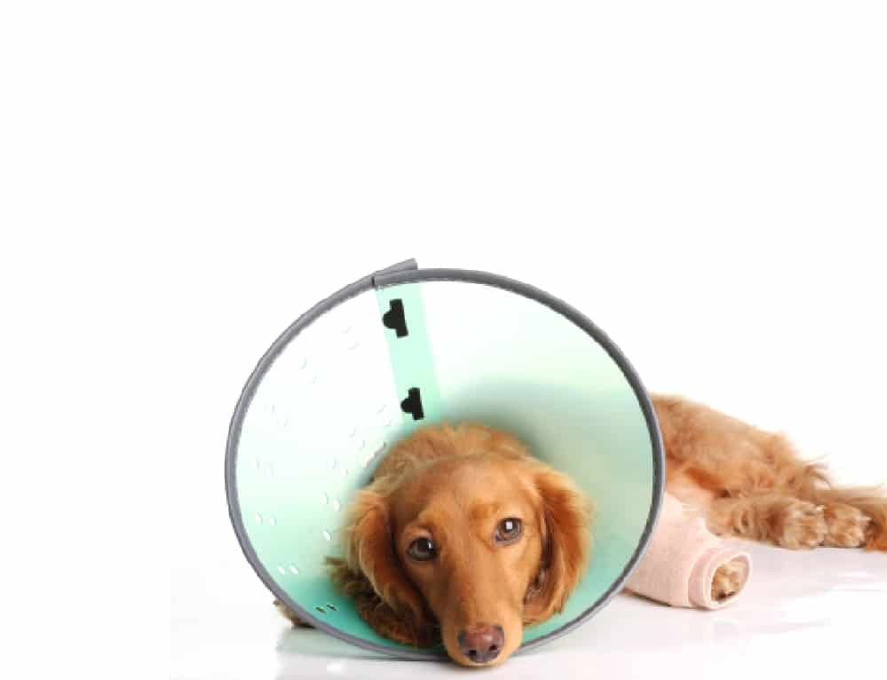 Clinica hospital veterinário florianopolis 24 horas cão.comcirurgia-cao