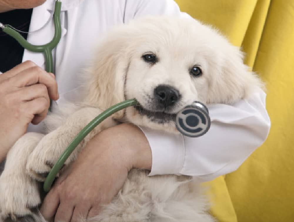 Clinica hospital veterinário florianopolis 24 horas cão.comexames