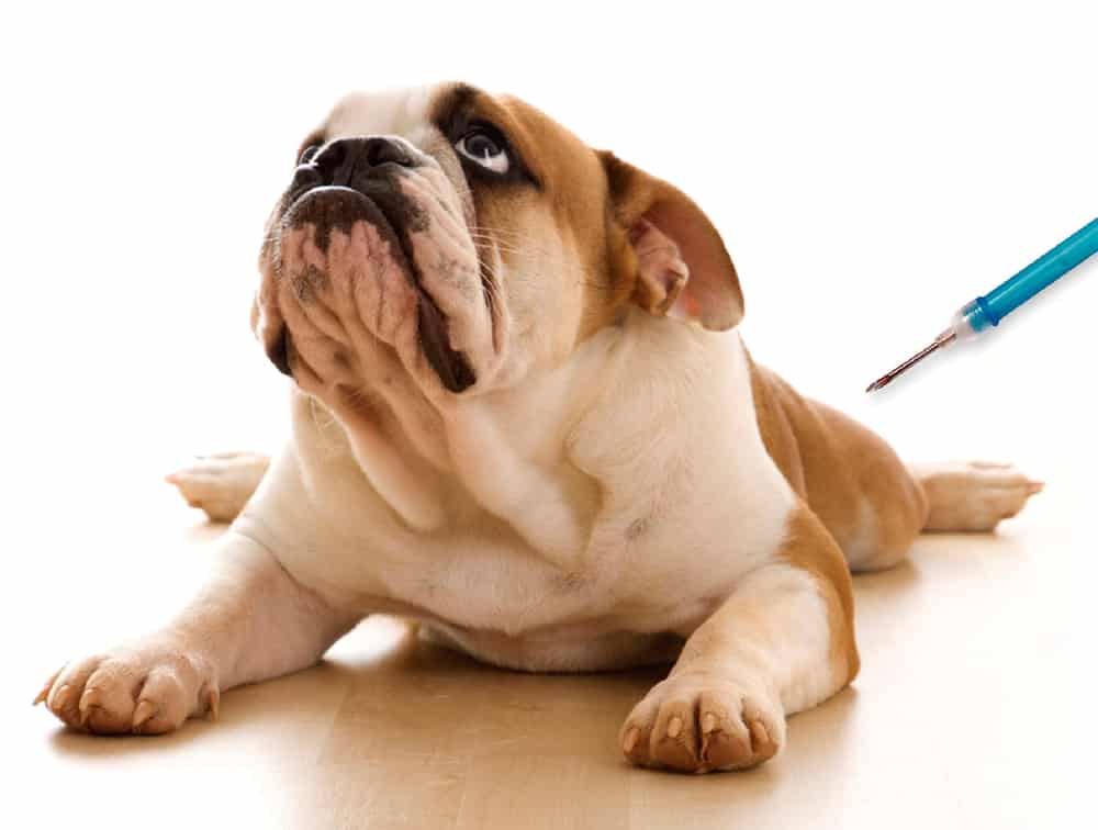 Clinica hospital veterinário florianopolis 24 horas cão.commicrochip