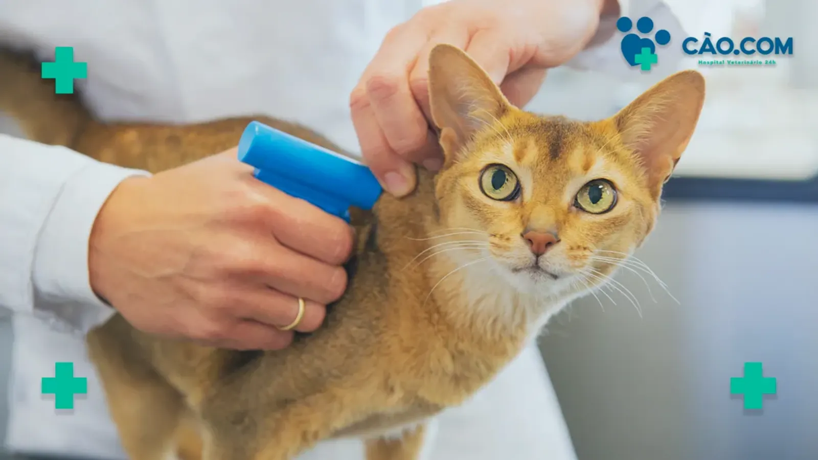 Cão.Com: Campanha de Implantação de Microchip Pet