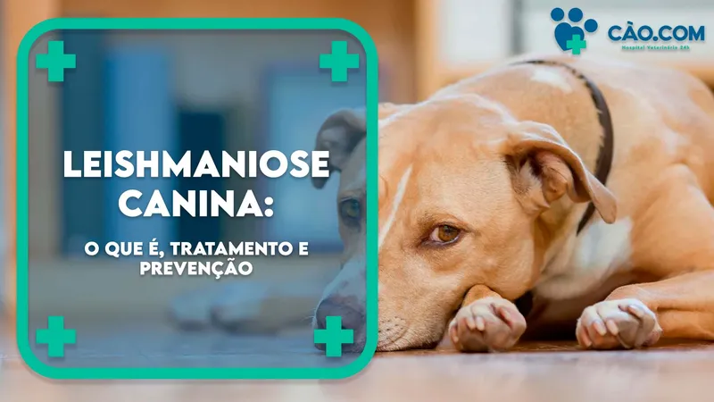 Leishmaniose Canina: O que é, Tratamento e Prevenção