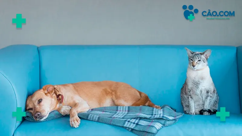 Novembro Azul: o Câncer de Próstata em Cães tem Prevenção