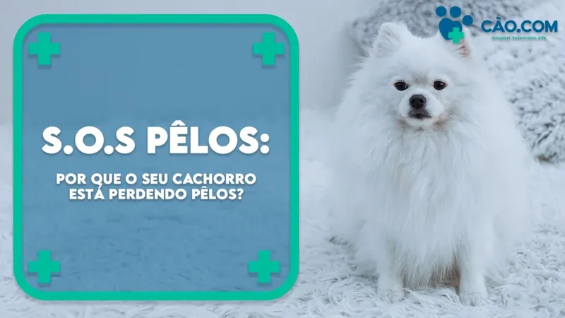 SOS Pêlos: Entenda porque seu cachorro perde pêlo e saiba o que ajuda a diminuir a queda