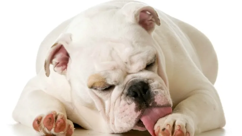 Seu cão é alérgico? Conheça os novos testes diagnósticos da Cão.Com