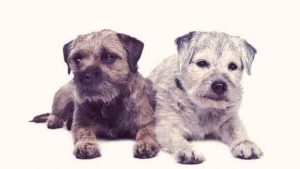 Cao com veterinarios florianopolis horas caes idosos