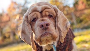 Cao com veterinarios florianopolis horas caes idosos