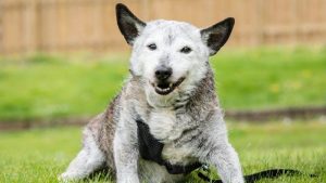 Cao com veterinarios florianopolis horas caes idosos