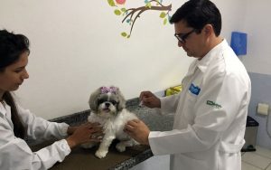Cao ponto com vacina