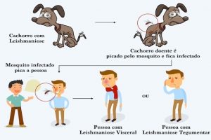 Calazar leishmaniose visceral l