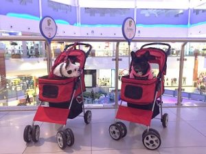 Petcar
