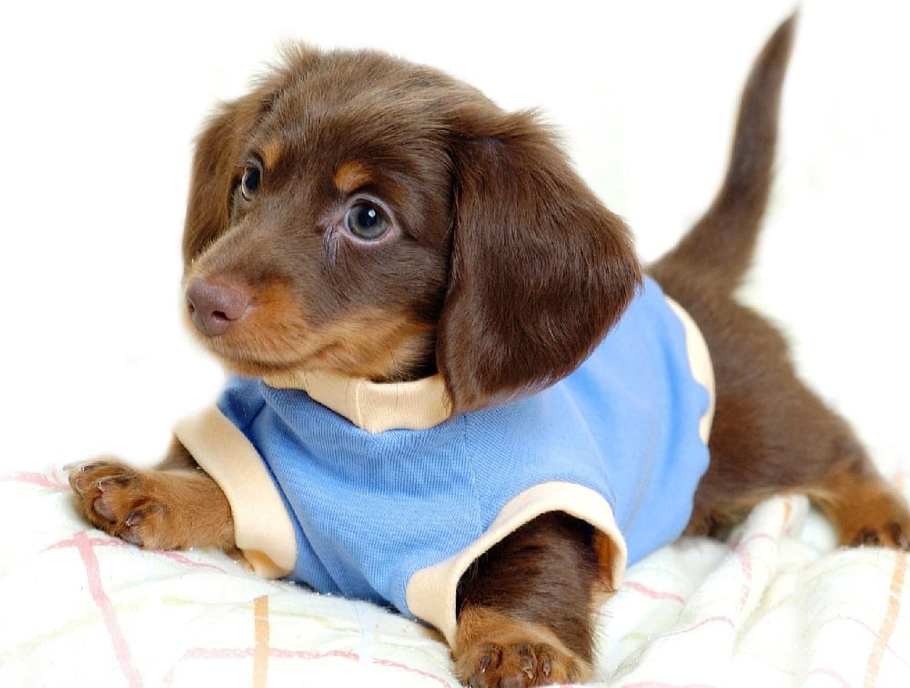 Clinica hospital veterinario florianopolis horas cao comroupas pet